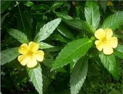 Damiana flowers