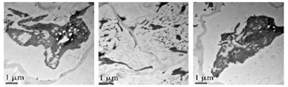 Original microscopy detail image