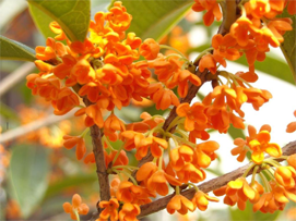 Osmanthus flowers