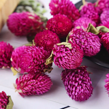 Wholesale Chinese herbal natural Qian Ri Hong New Arrival Dried Gomphrena globosa globe amaranth